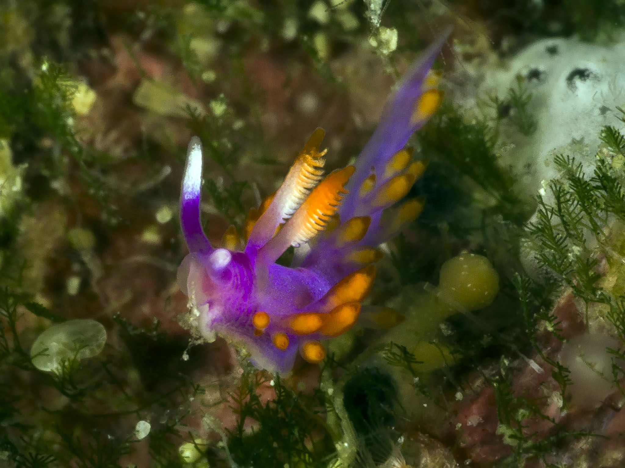 Launsina tanyae